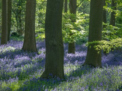 Spring Bluebells Photography Workshop