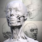 Portrait Anatomical Drawing Workshop